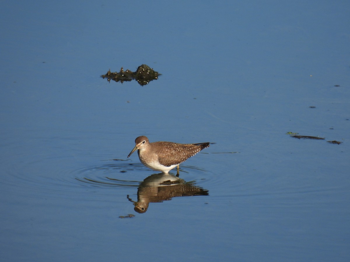 eremittsnipe - ML642864003