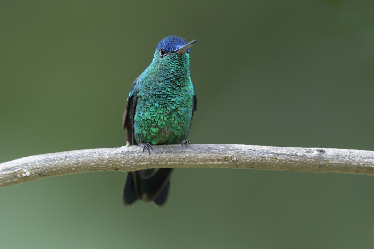 Indigo-capped Hummingbird - ML642864022