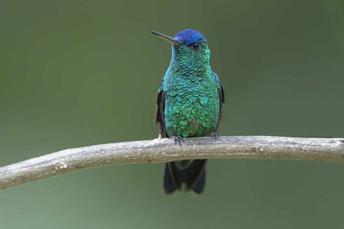 Indigo-capped Hummingbird - ML642864023