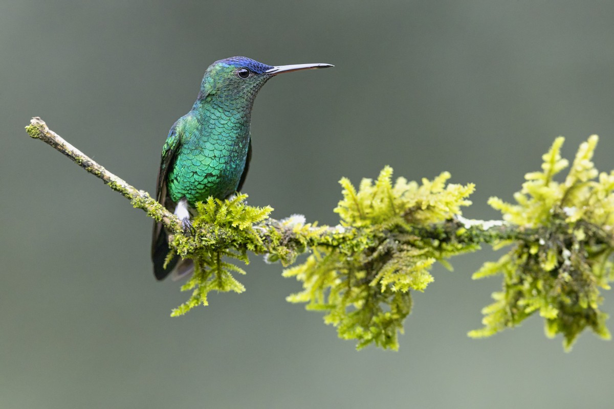 Indigo-capped Hummingbird - ML642864024