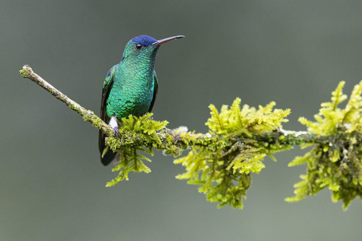 Indigo-capped Hummingbird - ML642864027