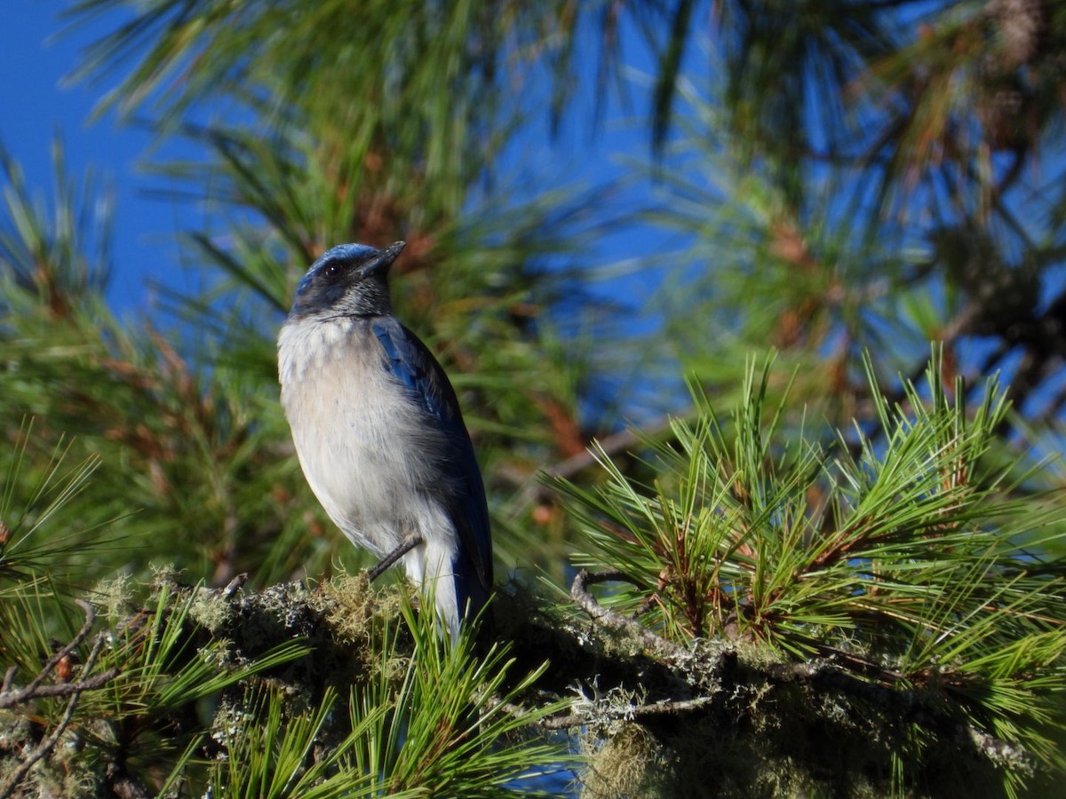 Woodhouse's Scrub-Jay - ML642864035