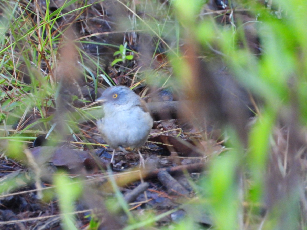 Yellow-eyed Junco - ML642864039