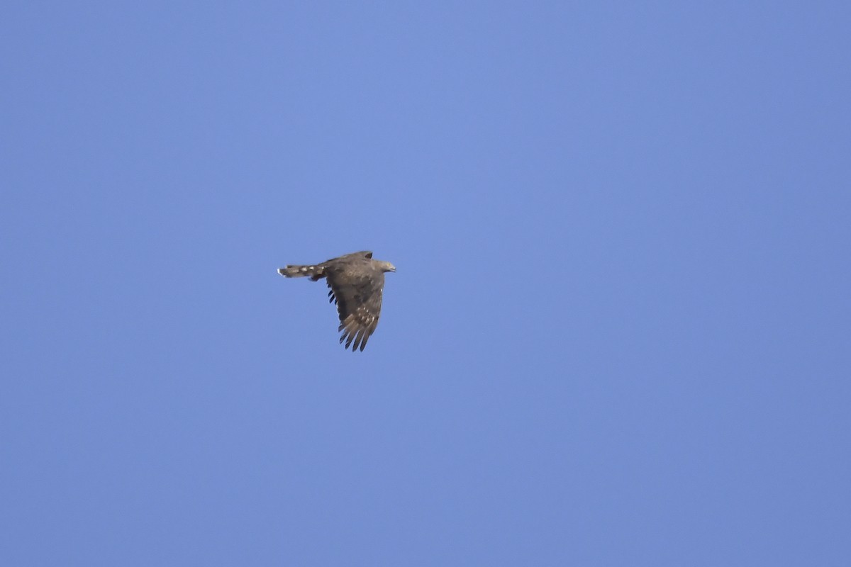 European Honey-buzzard - ML642864044