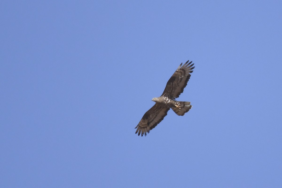 European Honey-buzzard - ML642864045