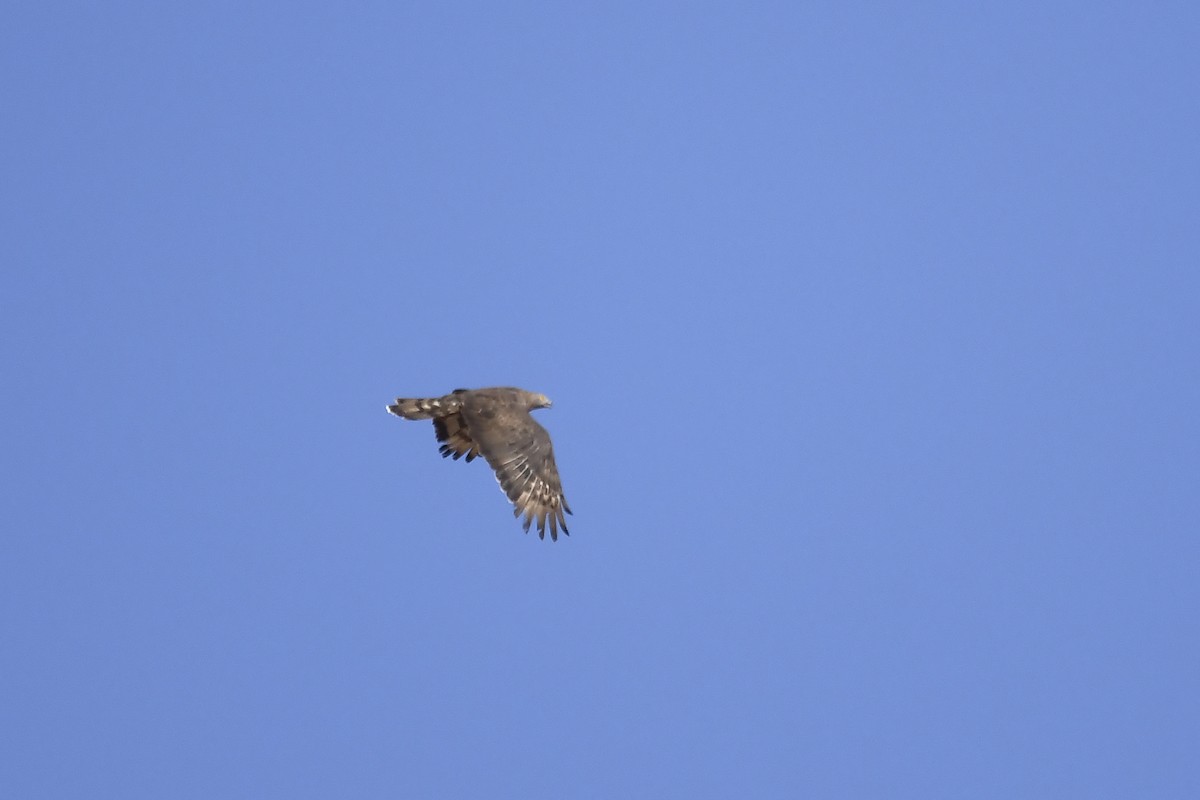 European Honey-buzzard - ML642864046