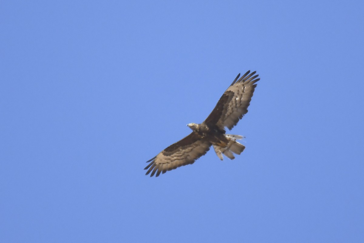 European Honey-buzzard - ML642864047