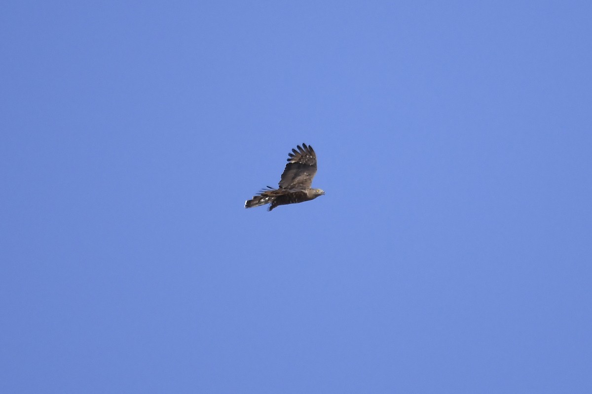 European Honey-buzzard - ML642864048