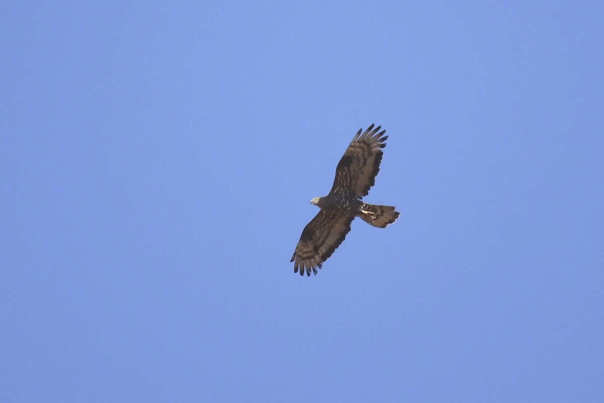 European Honey-buzzard - ML642864049