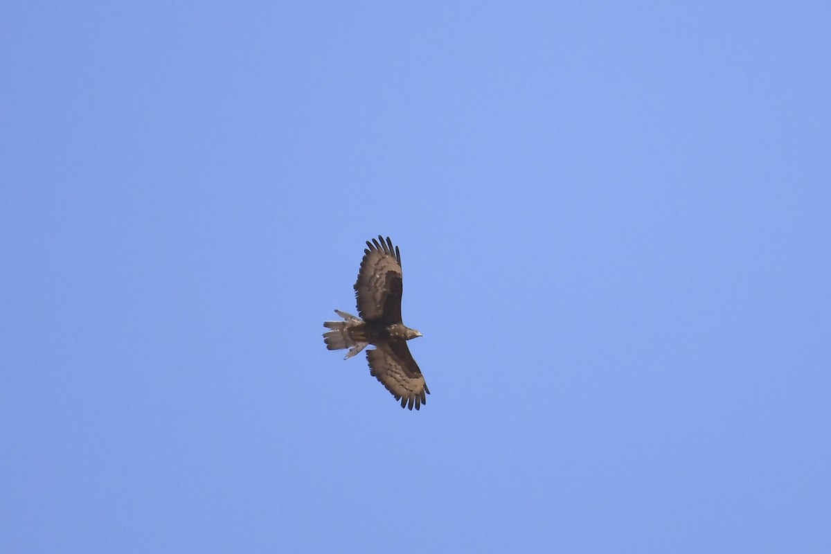European Honey-buzzard - ML642864050