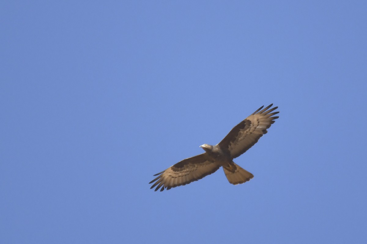 European Honey-buzzard - ML642864052
