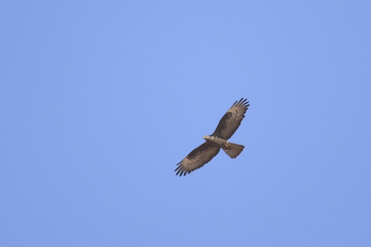 European Honey-buzzard - ML642864053
