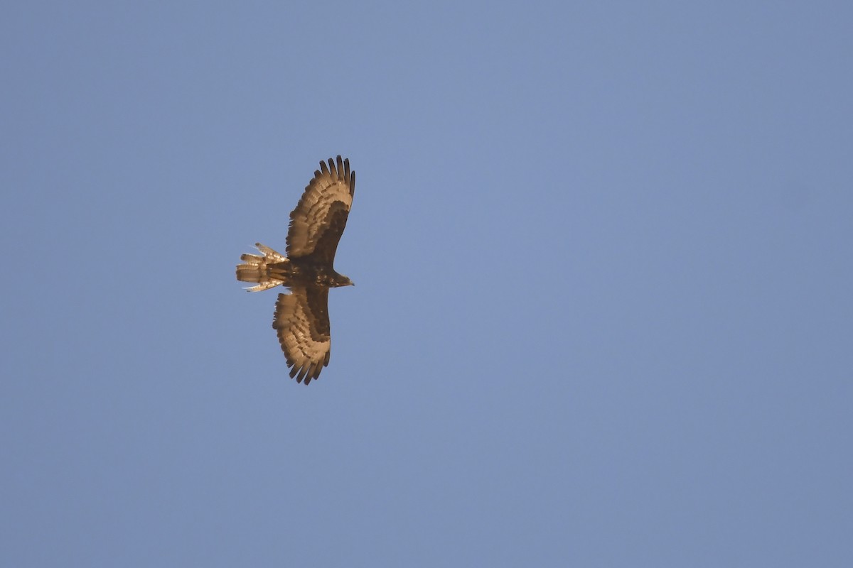 European Honey-buzzard - ML642864054