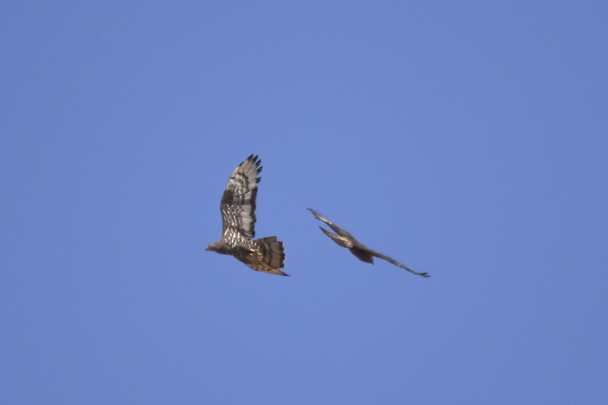 European Honey-buzzard - ML642864055