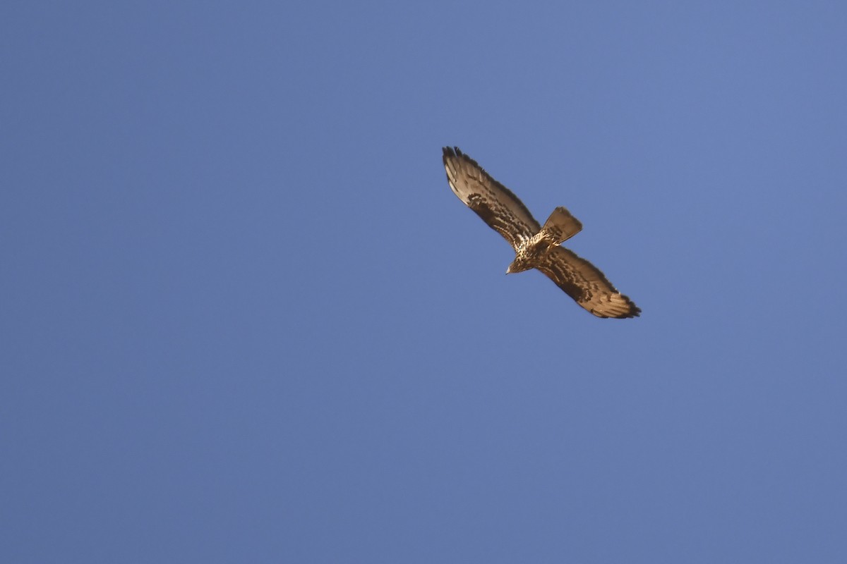 European Honey-buzzard - ML642864056