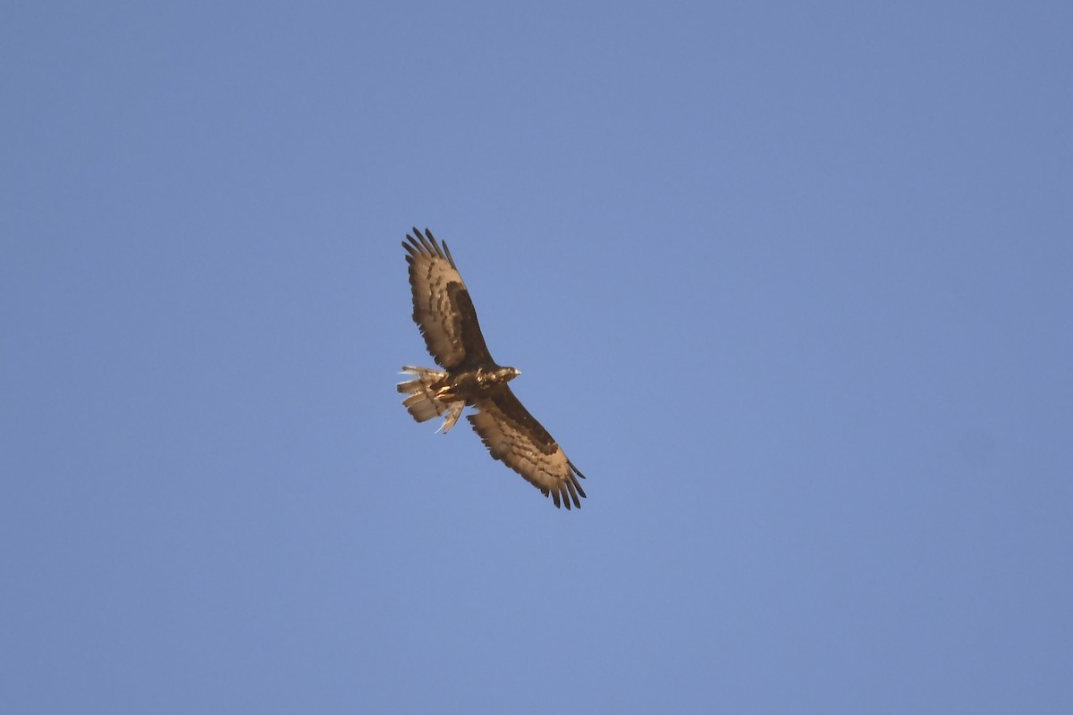 European Honey-buzzard - ML642864057