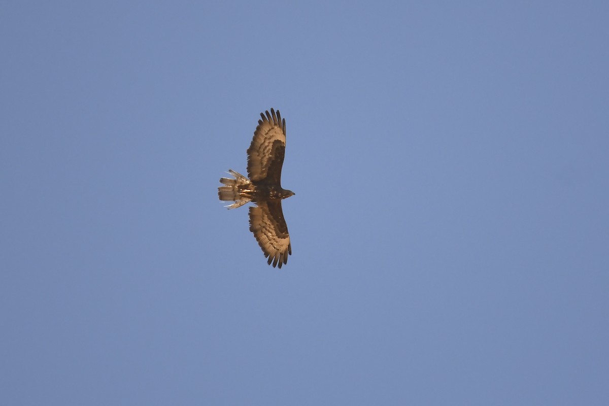 European Honey-buzzard - ML642864058