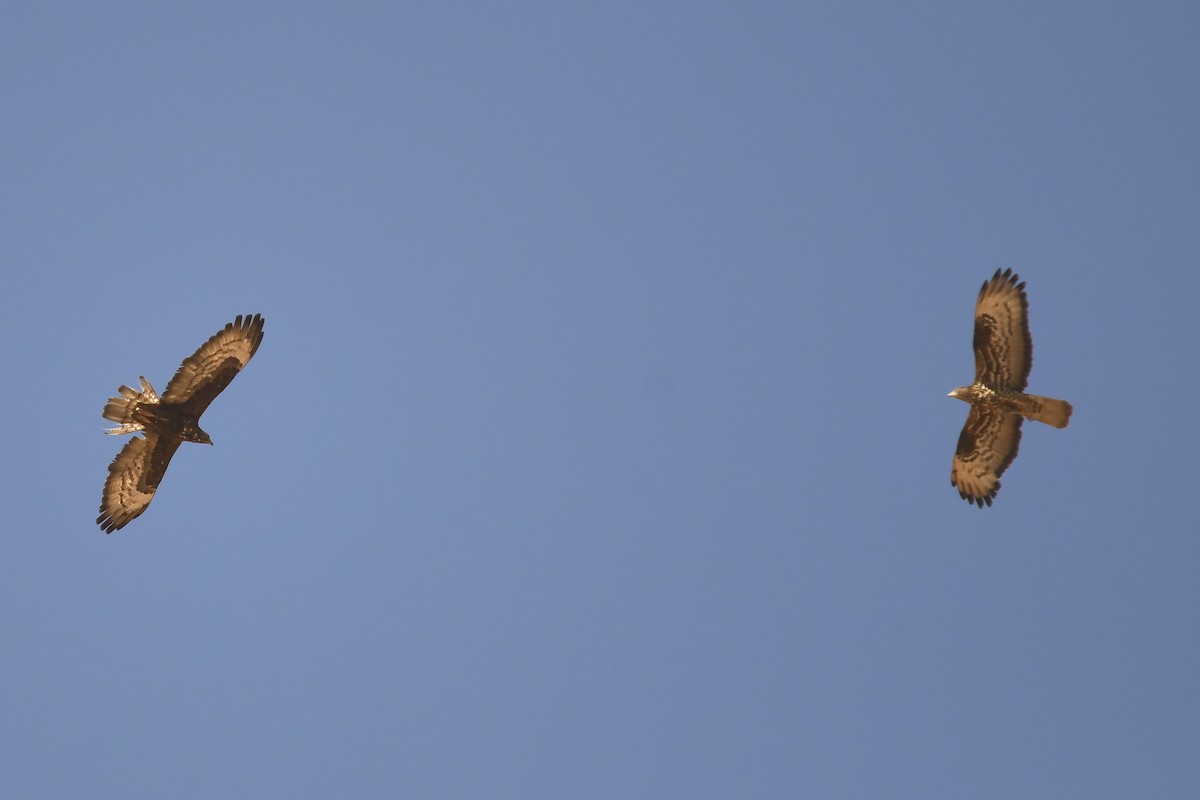 European Honey-buzzard - ML642864060