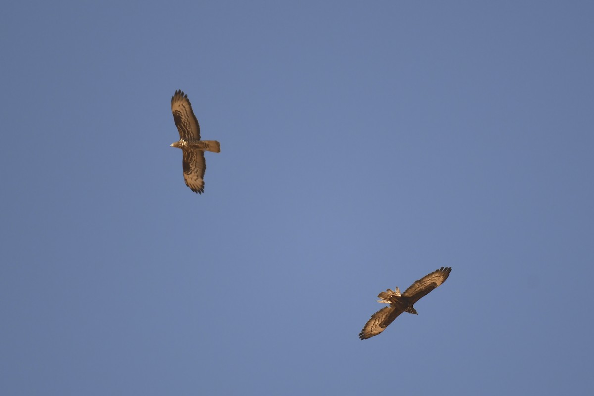 European Honey-buzzard - ML642864063