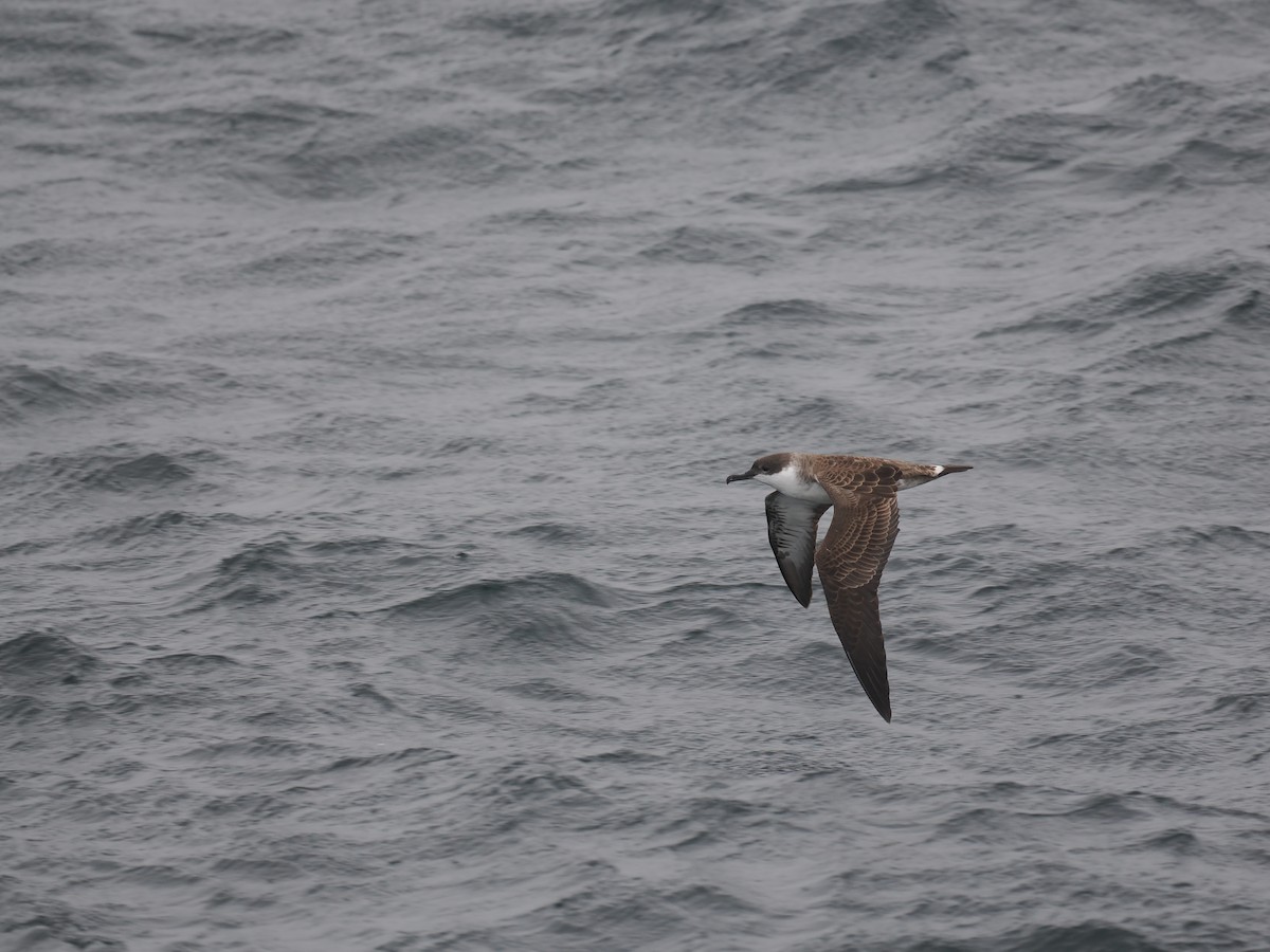 Great Shearwater - ML642864071