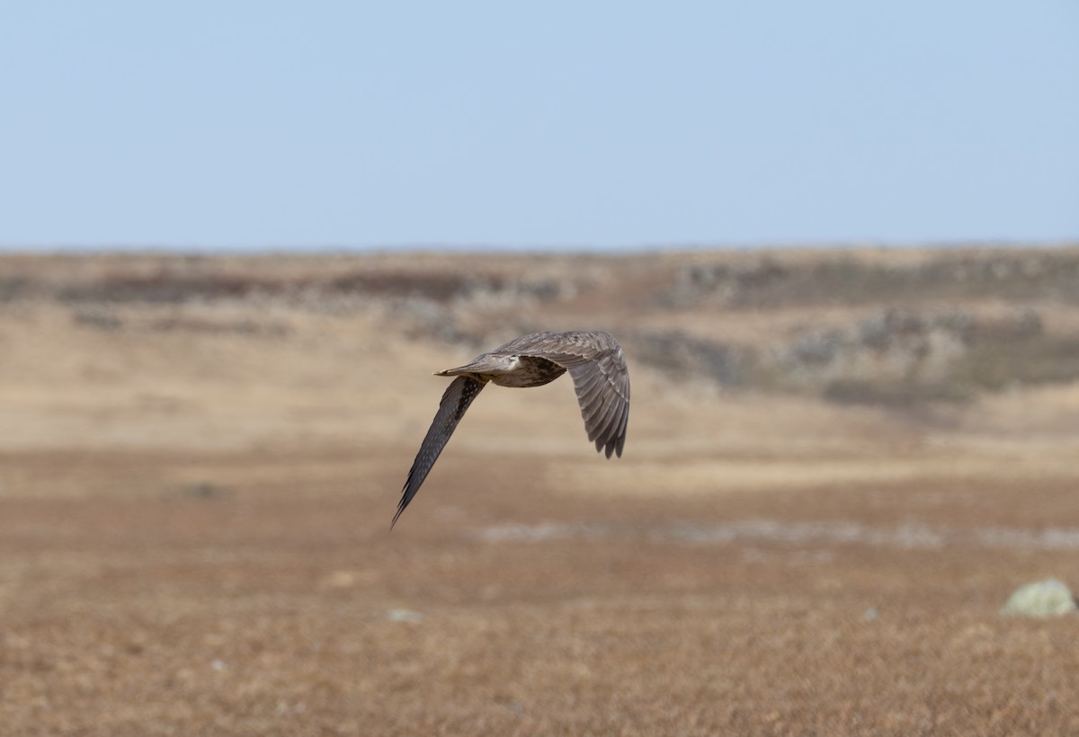 Lanner Falcon - ML642864076