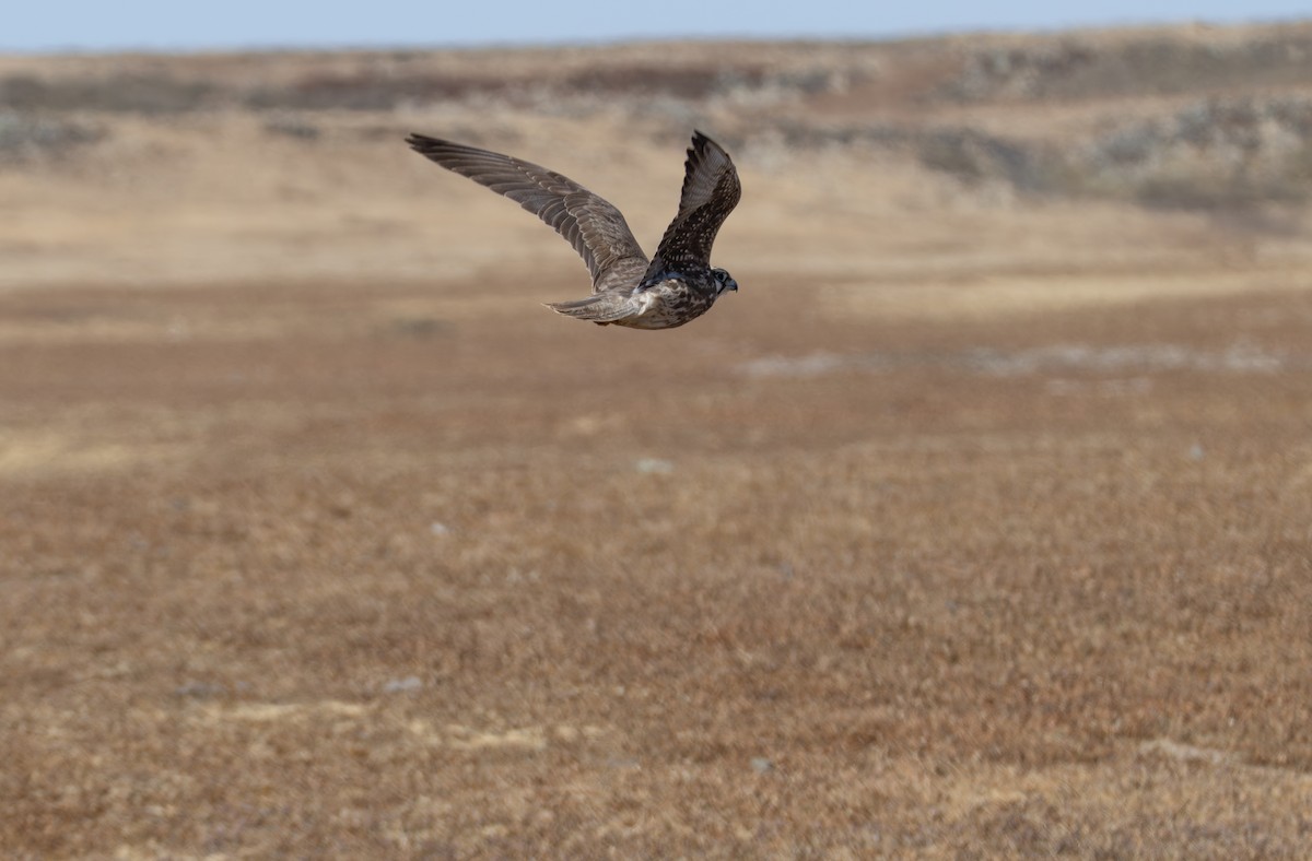 Lanner Falcon - ML642864077