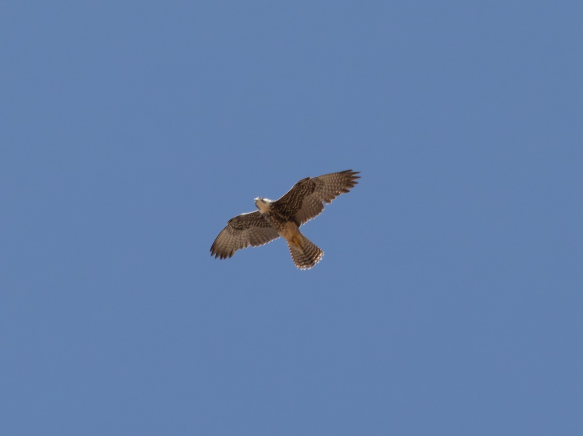 Lanner Falcon - ML642864078