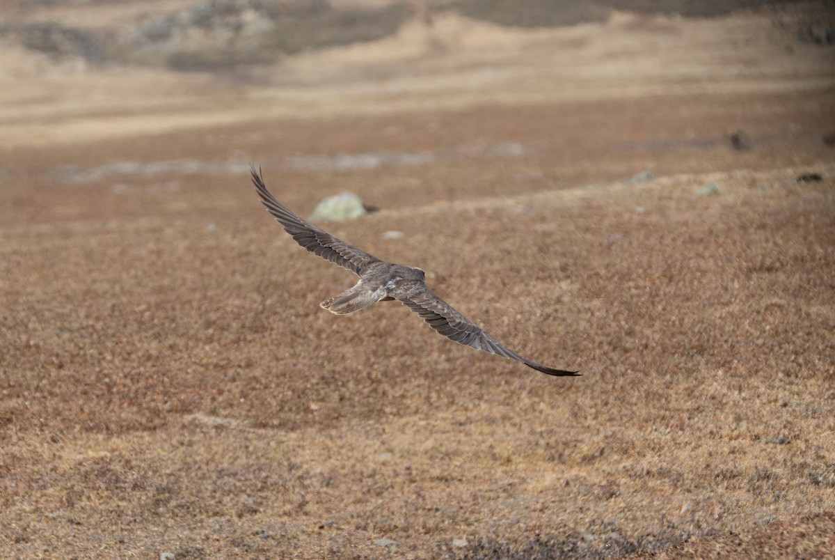Lanner Falcon - ML642864079