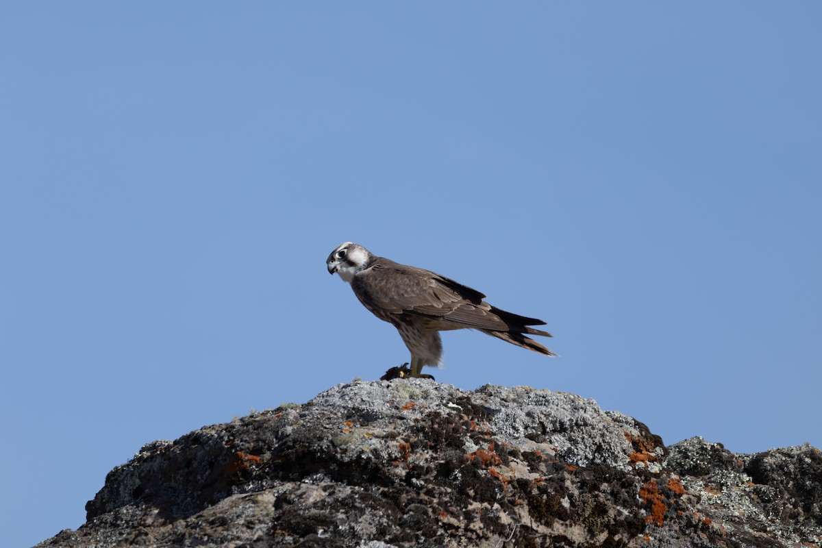 Lanner Falcon - ML642864080
