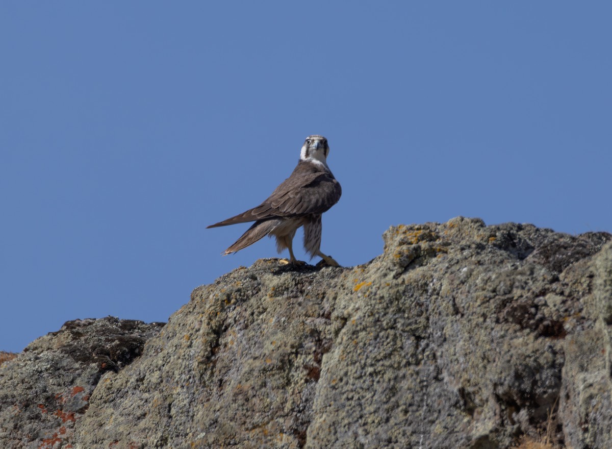 Lanner Falcon - ML642864081