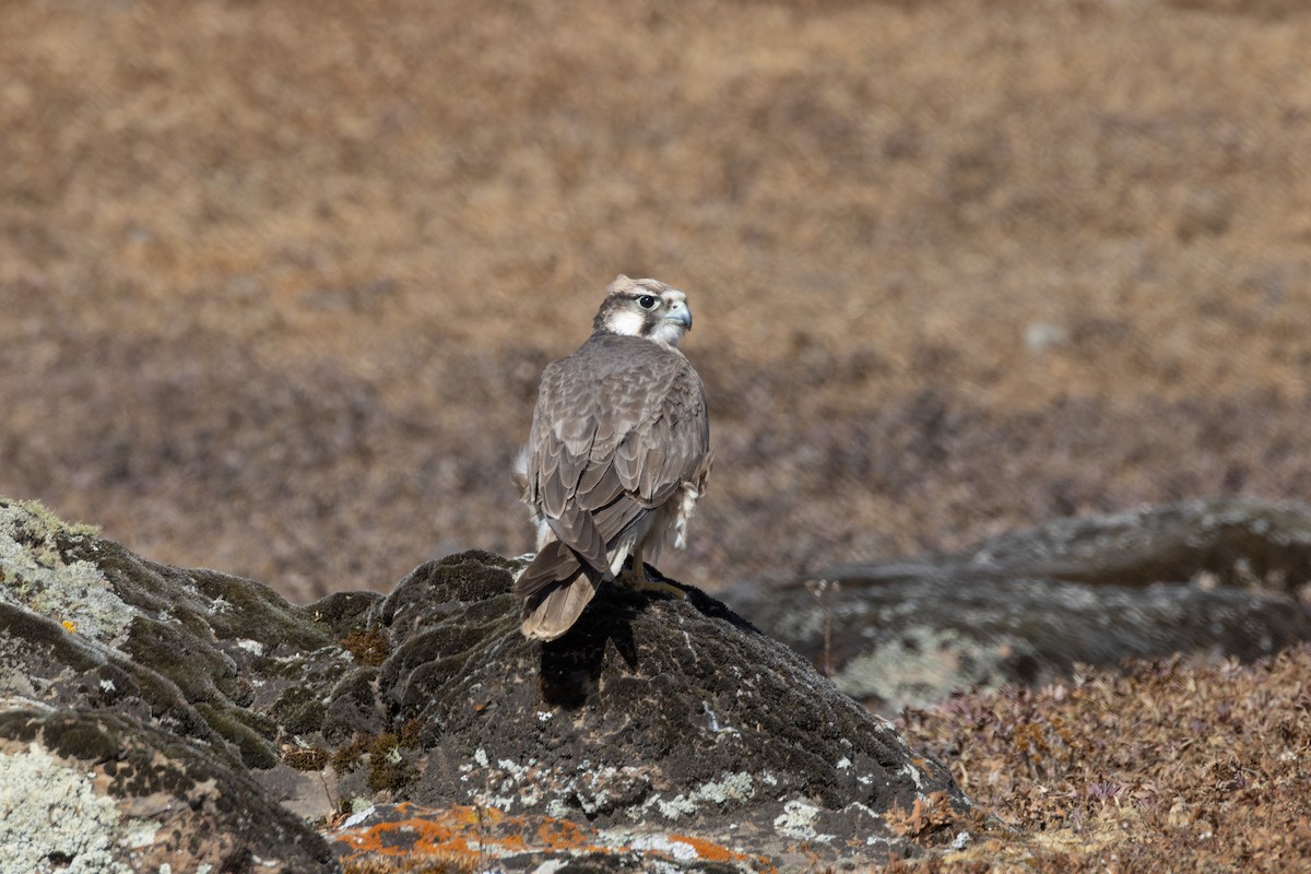 Lanner Falcon - ML642864082