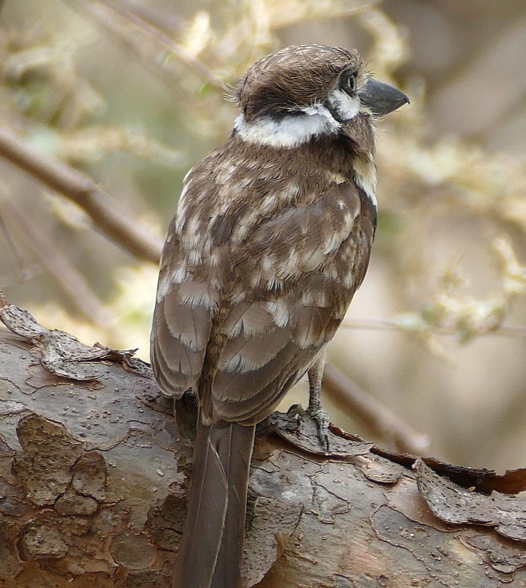 Russet-throated Puffbird - ML642864085