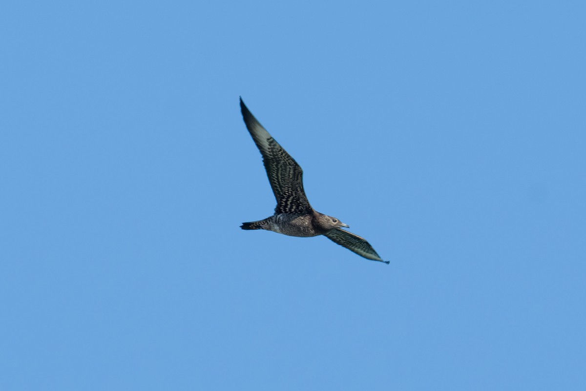 Korsanmartı - ML642864120