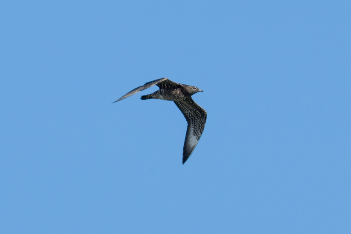 Korsanmartı - ML642864121