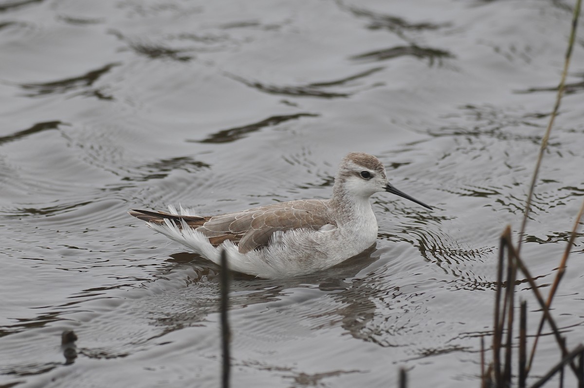 Wilson's Phalarope - ML642864122