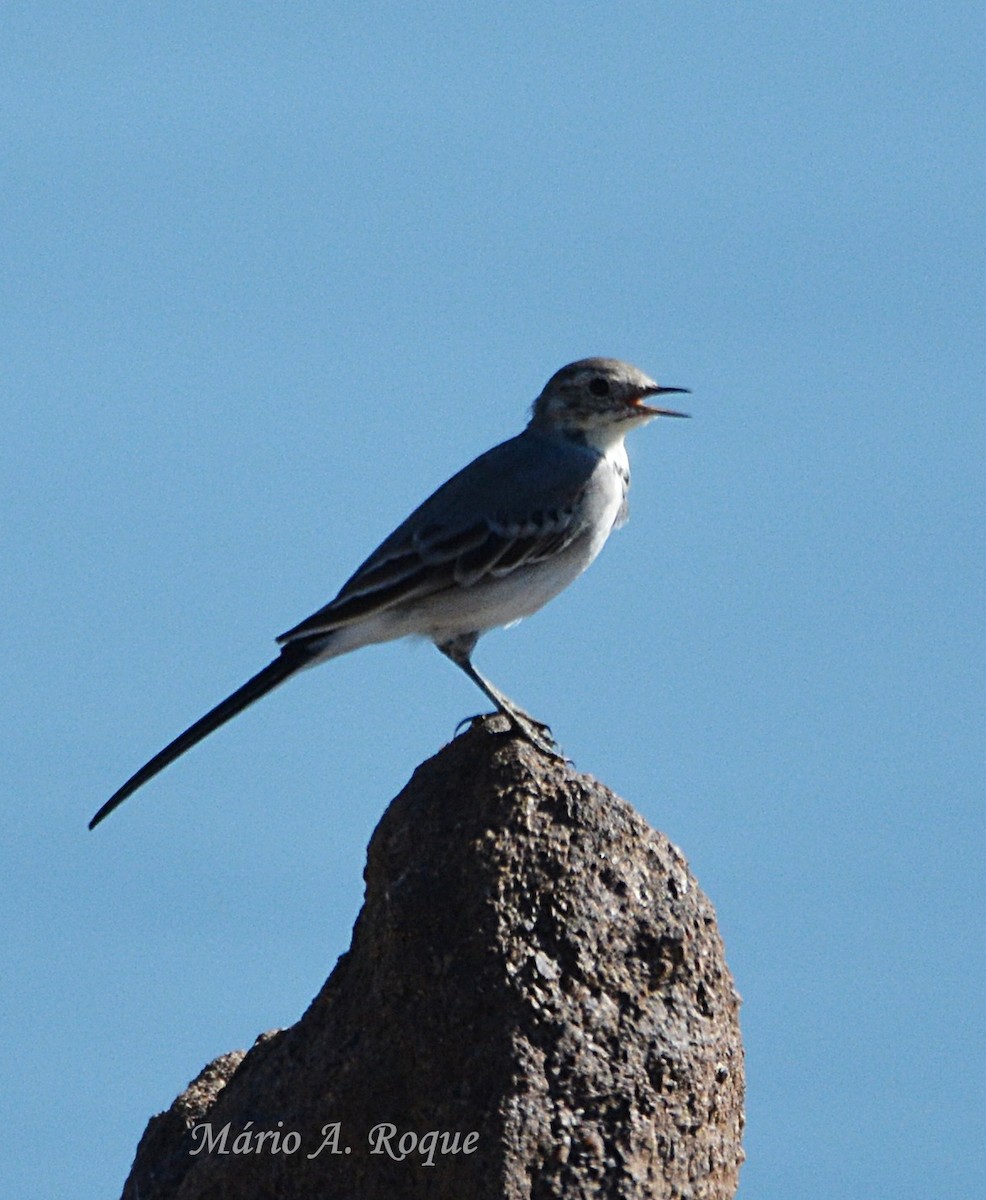 White Wagtail - ML642864125