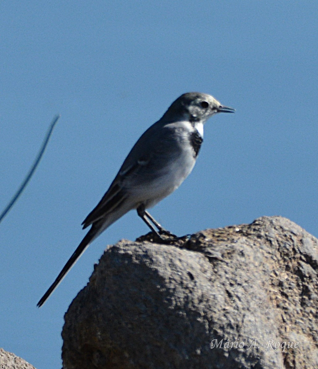 White Wagtail - ML642864126
