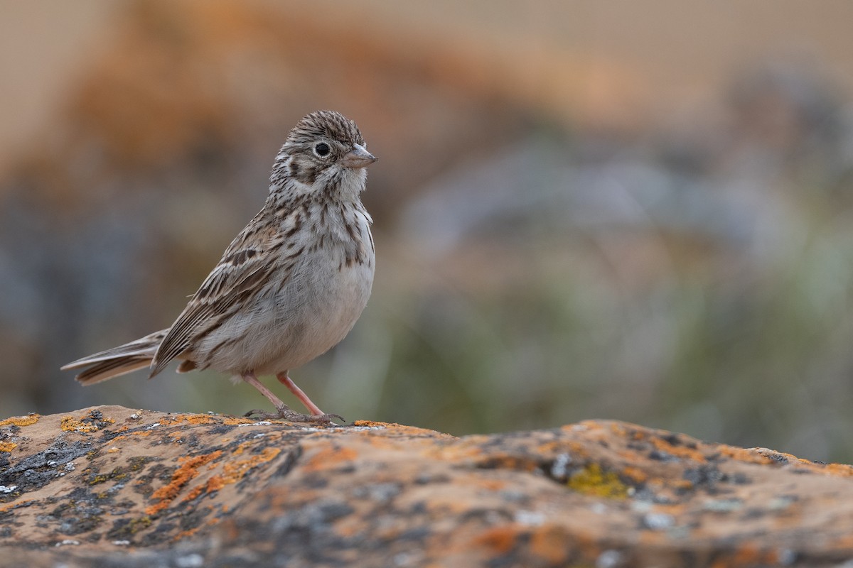 Vesper Sparrow - ML642864130