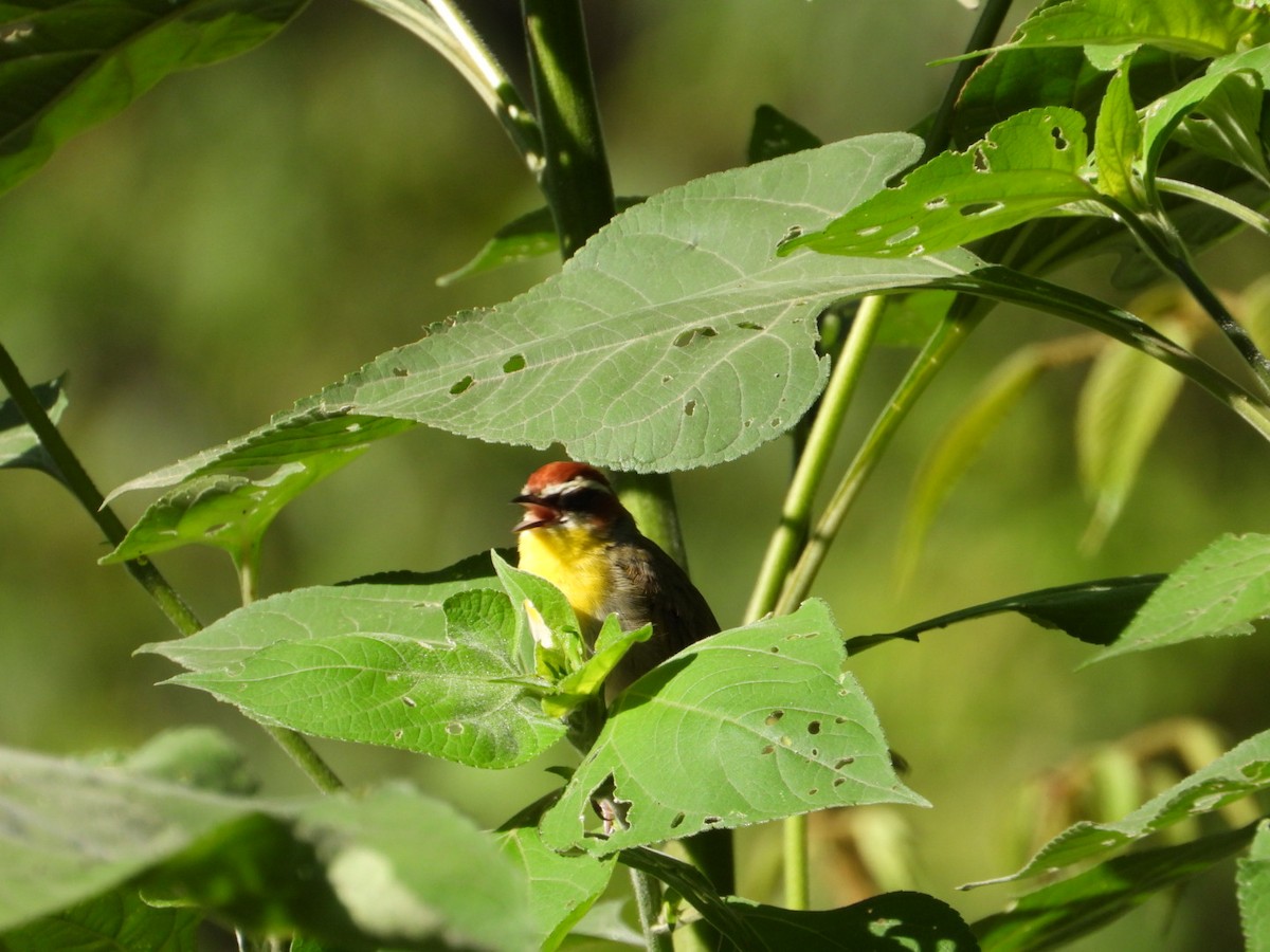 Rufous-capped Warbler - ML642864131