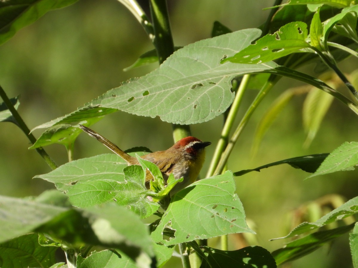 Rufous-capped Warbler - ML642864132
