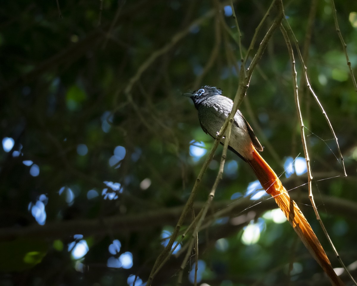 African Paradise-Flycatcher - ML642864135