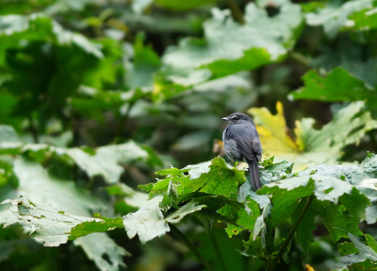 Dusky-blue Flycatcher - ML642864157