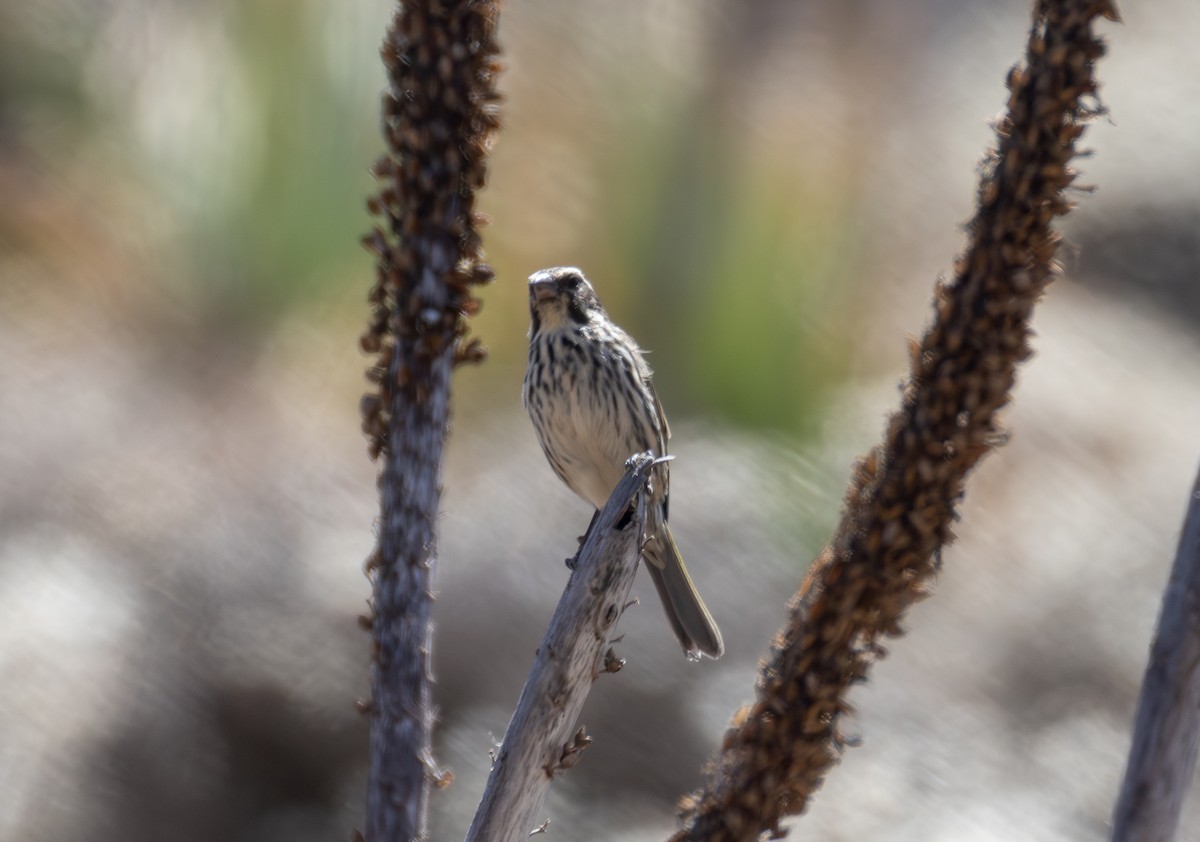 Streaky Seedeater - ML642864158