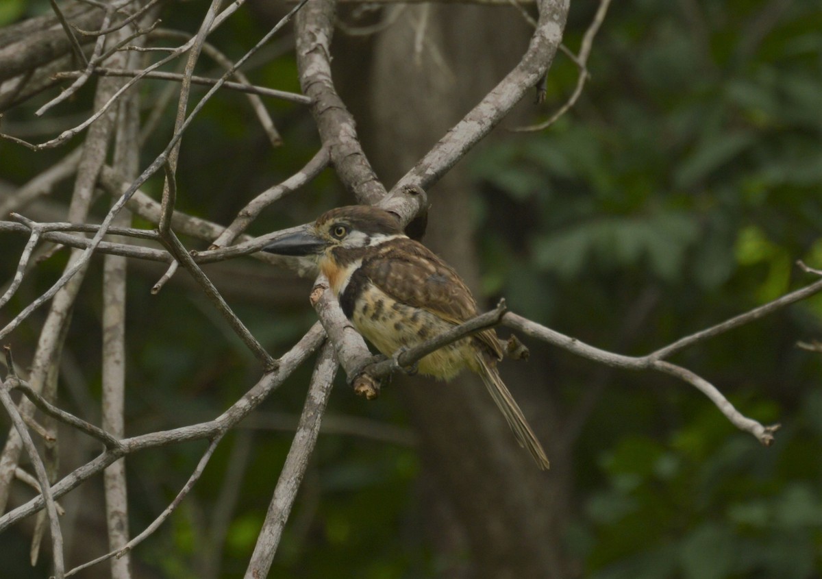 Russet-throated Puffbird - ML642864172