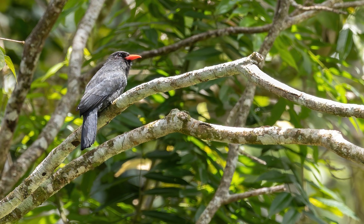 Black-fronted Nunbird - ML642864173