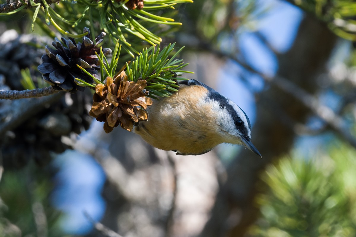 Kanada Sıvacısı - ML642864175