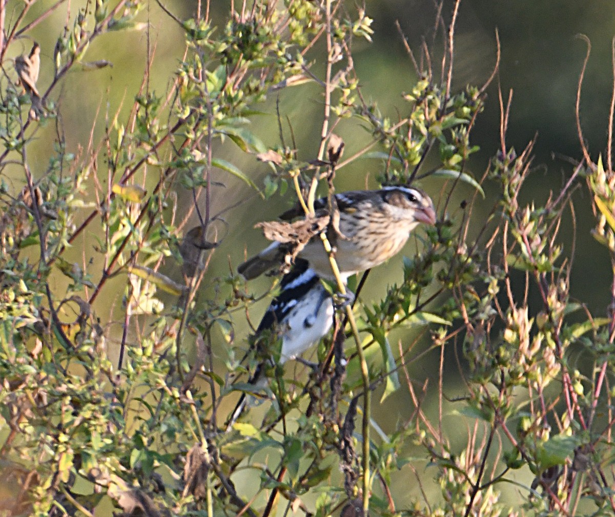 Rose-breasted Grosbeak - ML642864190