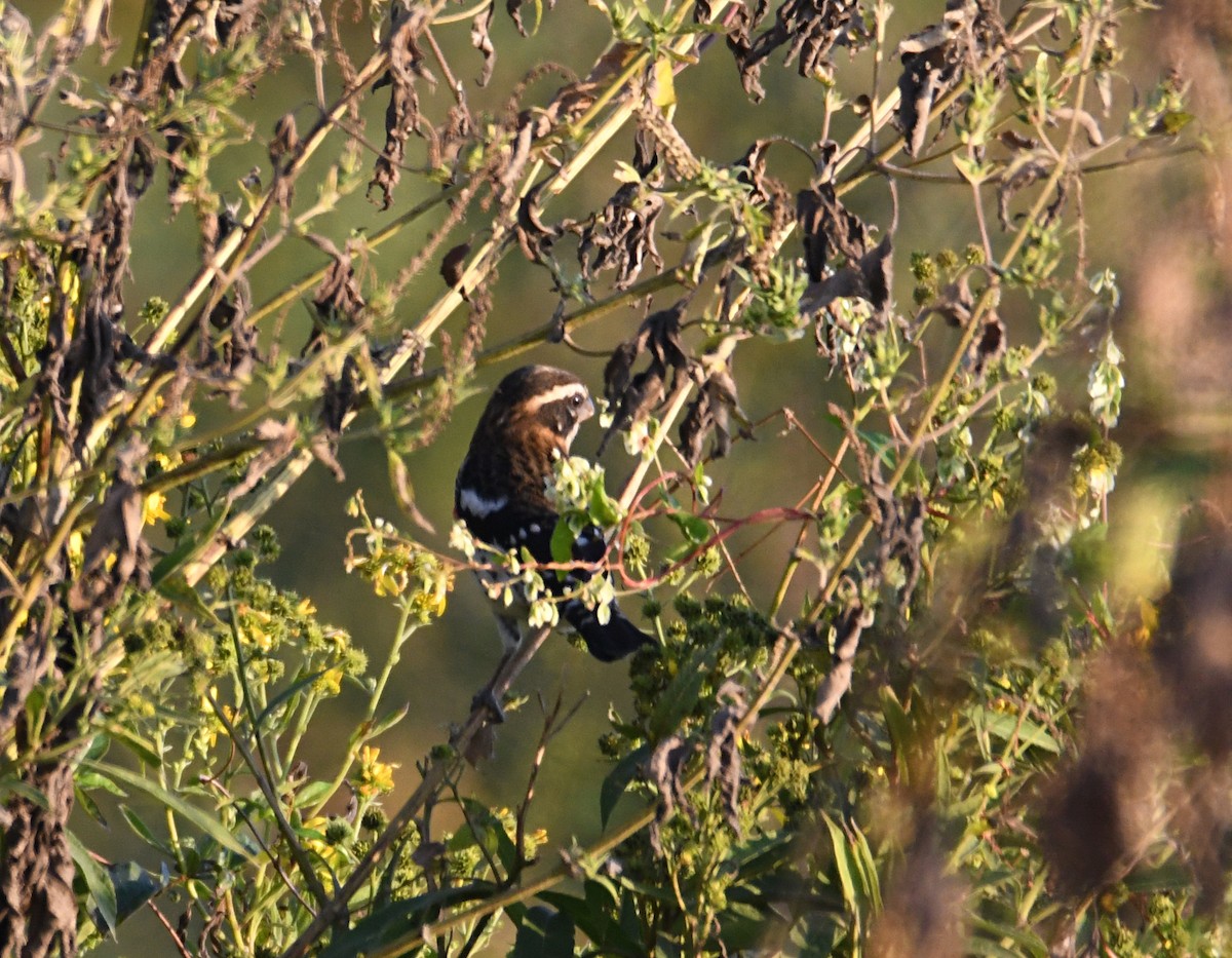 Rose-breasted Grosbeak - ML642864191