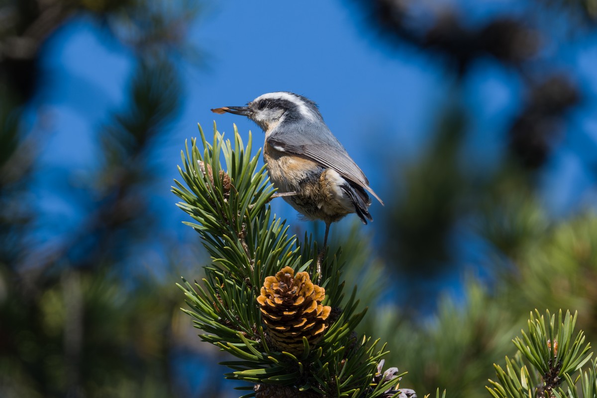 Kanada Sıvacısı - ML642864198