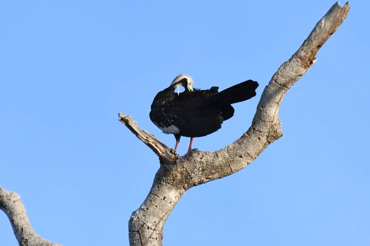 White-throated Piping-Guan - ML642864201